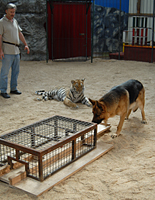 Bild mit Tiger und Hund